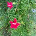 Ipomoea quamoclit Flor