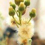 Erigeron bonariensis Blüte
