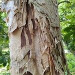 Melaleuca styphelioides Bark