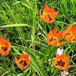 Tulipa orphanidea Συνήθη χαρακτηριστικά