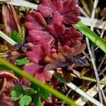 Thalictrum alpinum Blatt