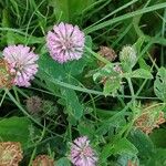 Trifolium medium Blomst