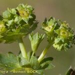 Alchemilla subcrenata Fruit