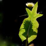 Sonchus oleraceus Leaf