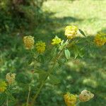 Trifolium aureum Habit