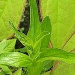 Epilobium tetragonum Лист