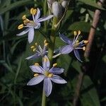 Camassia angusta Flower