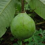 Monodora myristica Fruit