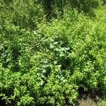 Lantana peduncularis 整株植物