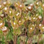 Androsace maxima Libunga