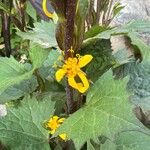 Ligularia stenocephala Flor