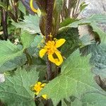 Ligularia stenocephala Flors