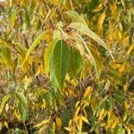 Salix amygdaloides List