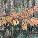 Oxydendrum arboreum Frunză