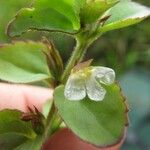 Lindernia diffusa Flower