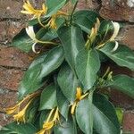 Lonicera hildebrandtiana Blatt