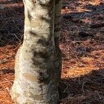 Ilex cassine Bark