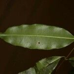 Parahancornia fasciculata Leaf