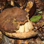 Afzelia pachyloba Otro