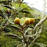 Pleurocalyptus pancheri Habitat