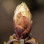 Rhododendron campanulatum Outro