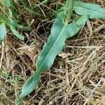 Rumex thyrsiflorus Leaf