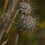 Oenanthe globulosa फल