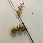 Carex cryptolepis Fruto