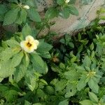 Turnera subulata Fleur