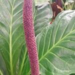 Anthurium jenmanii Flower