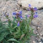 Penstemon speciosus Foglia