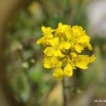 Alyssum diffusum Λουλούδι