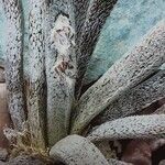 Astrophytum caput-medusae Leaf