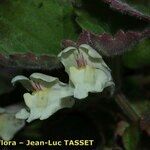 Asarina procumbens Kvet
