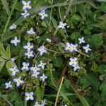 Houstonia serpyllifolia Habit