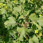 Xanthium orientale Blatt