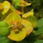 Euphorbia dendroides Blomst