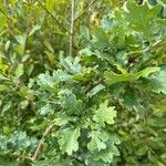 Quercus × rosacea Blad