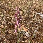 Anacamptis sancta Flor