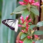 Cestrum elegans Агульны выгляд