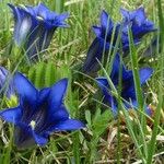 Gentiana acaulis Flor