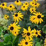 Rudbeckia fulgida Flor