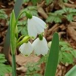 Leucojum vernumFlor