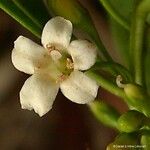 Myoporum crassifolium Flor