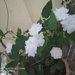 Thunbergia fragrans Fleur