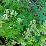 Mikania scandens Flors