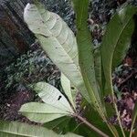 Buchenavia guianensis Листок