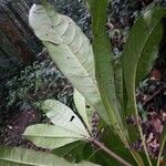 Buchenavia guianensis Leaf