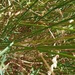 Arrhenatherum elatius 葉