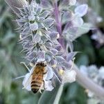 Salvia apiana Flor